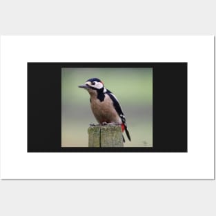 Great spotted woodpecker Posters and Art